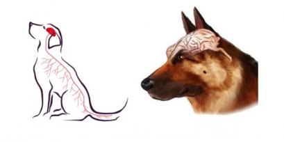 ภาวะลมชักในสัตว์เลี้ยง (Primary Epilepsy)